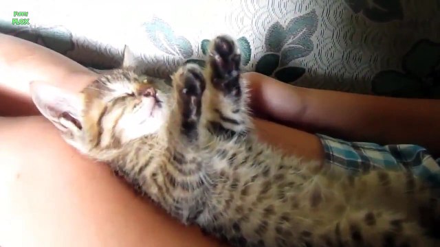 Funny Cats and kitten Sleeping in Weird Positions Compilation (2018)