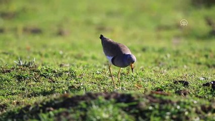 Türkiye'de Yeni Bir Kuş Türü Tespit Edildi (2)
