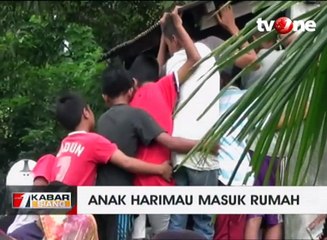Anak Harimau masuk Rumah, 1 Warga Alami Luka Cakar