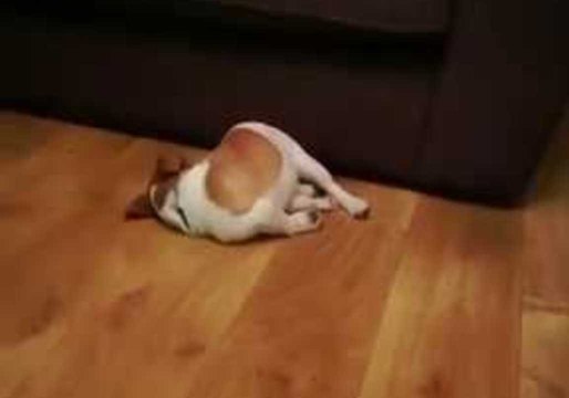 Puppy Faceplants After Making Himself Dizzy