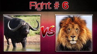 THE 10 EXTREME CRAZY ANIMAL FIGHTS