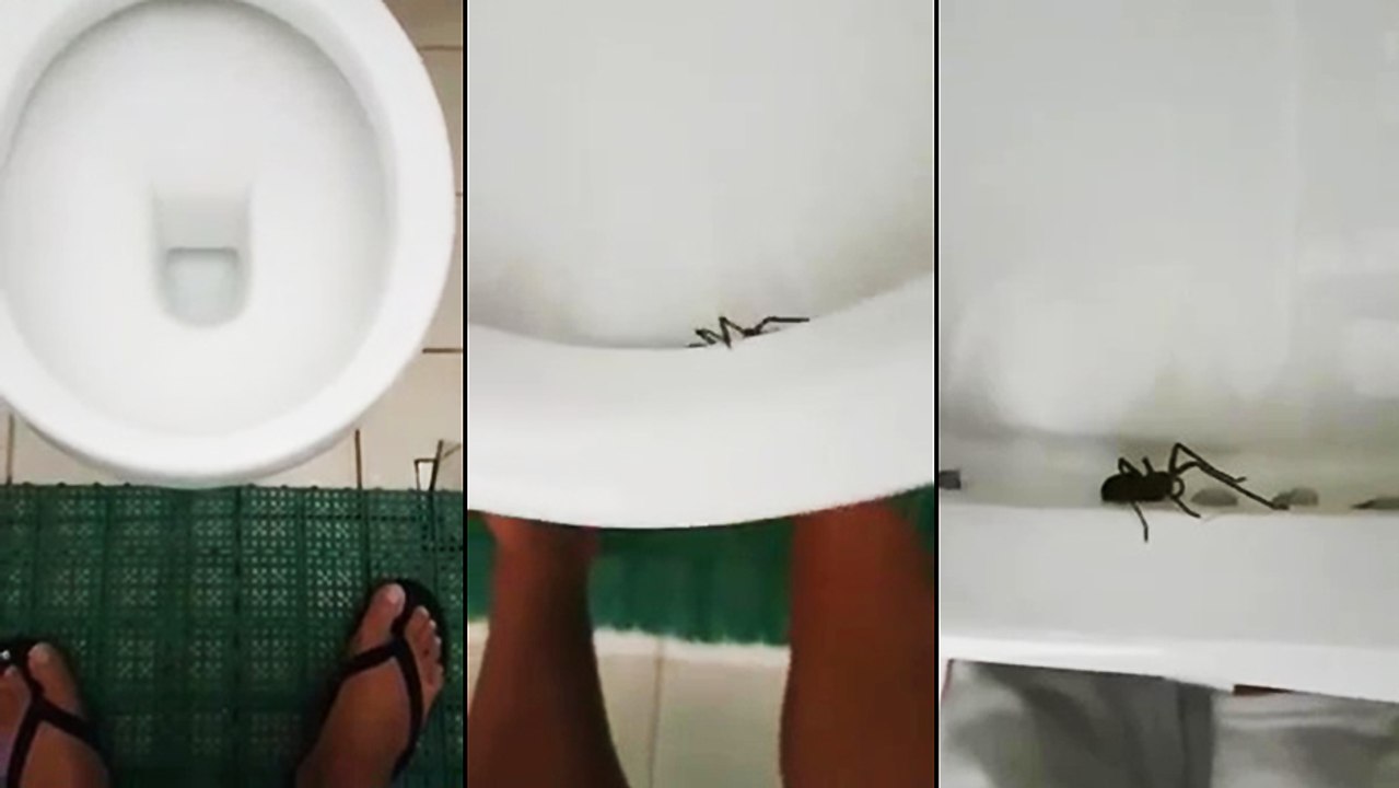 Une surprise dans les toilettes