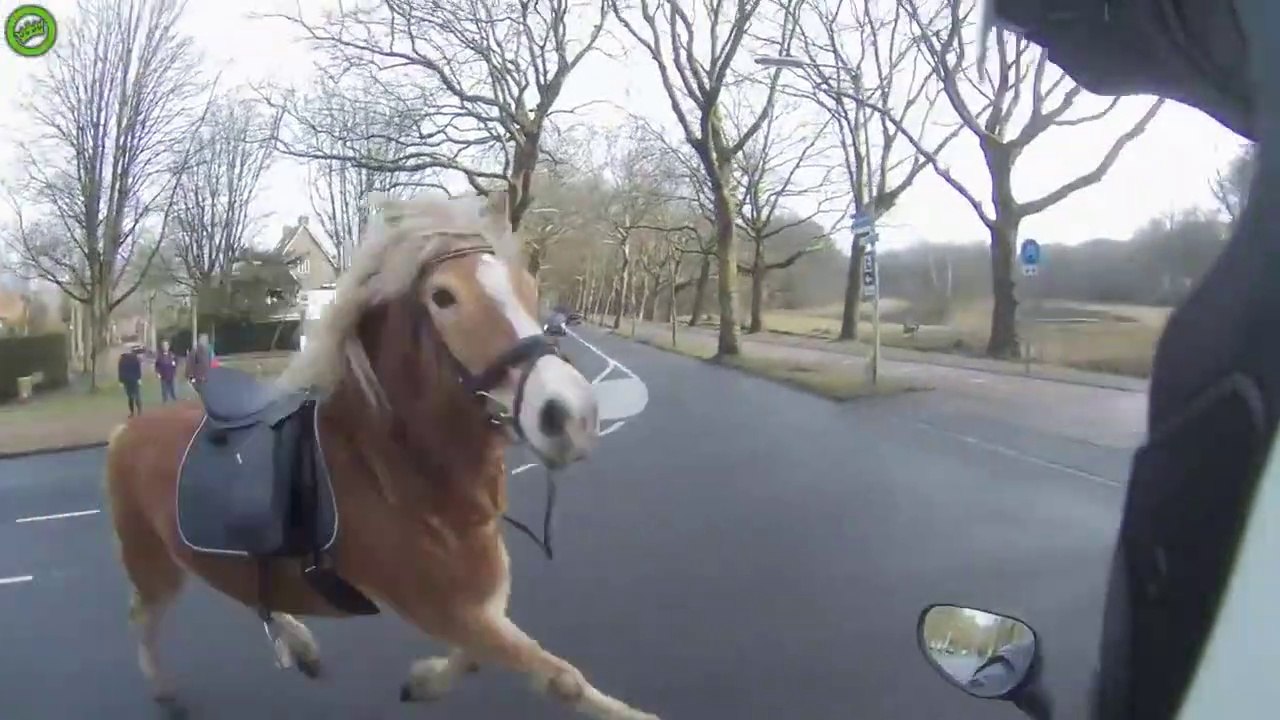 Un scootériste aide une femme a rattrapé son cheval qui s'est enfuit dans la rue.