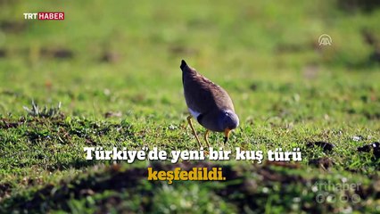 Türkiye'de yeni bir kuş türü tespit edildi