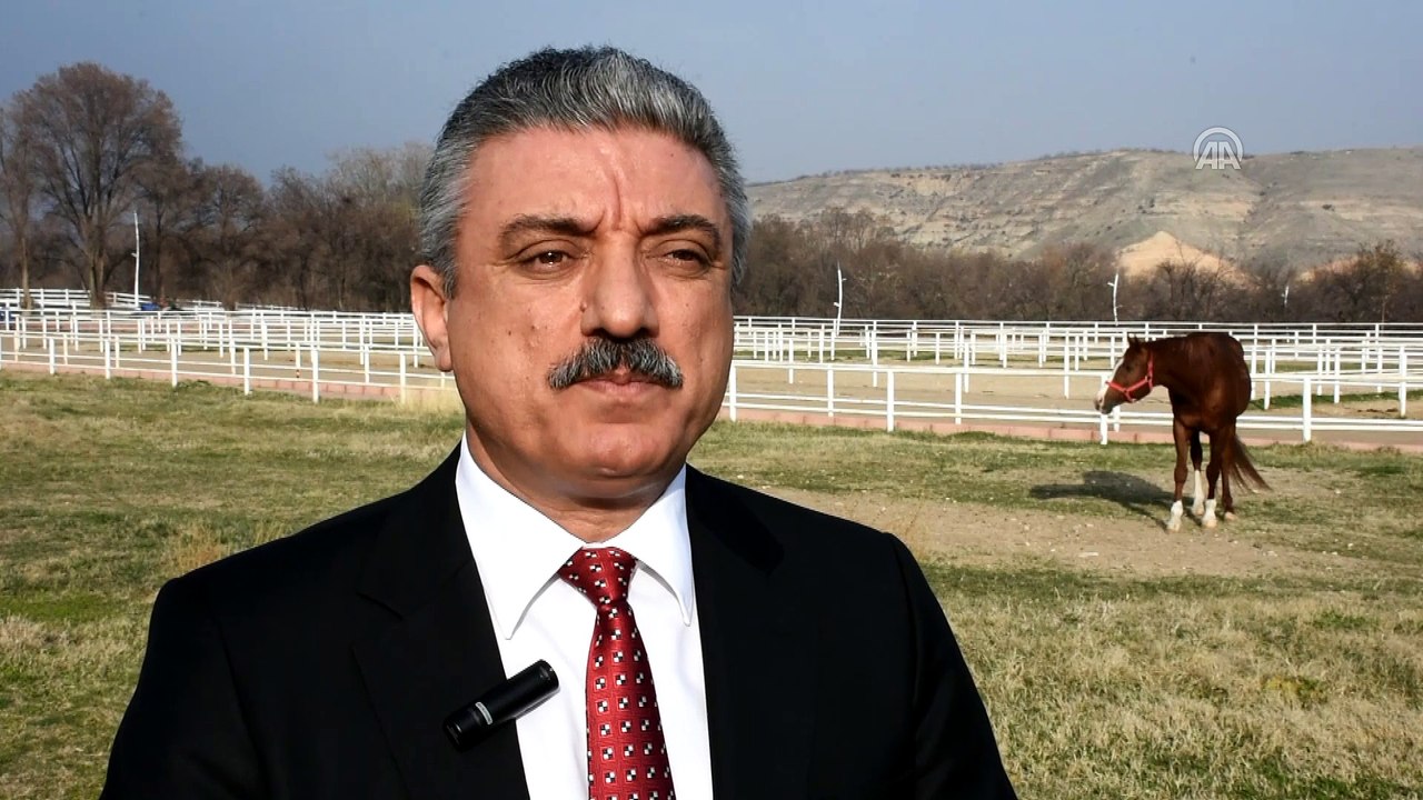 Safkan Arap atlarının yetiştirilme merkezi Sultansuyu - MALATYA