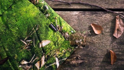 Hayka Bed Linen Collections at Fork & Pillow