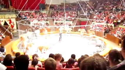 RUSSIAN CIRCUS  Tigers Performance