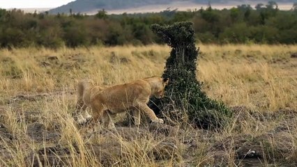 Lions vs Mongoose - Latest Sightings Pty Ltd