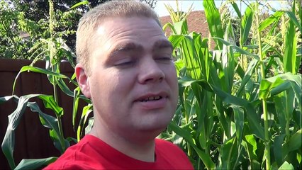 Growing Sweet Corn for the First Time