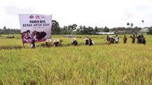 Endonezyalı Çiftçilerden Suriye'ye Pirinç Yardımı