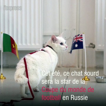 Achille, pronostiqueur officiel de la Coupe du monde de football en Russie