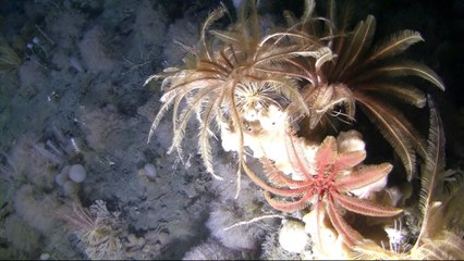 Weddell Sea: Scientists investigate unexplored Antarctic sea floor