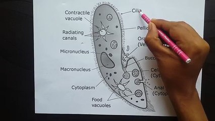Description of paramecium in hindi - YouTube (360p)