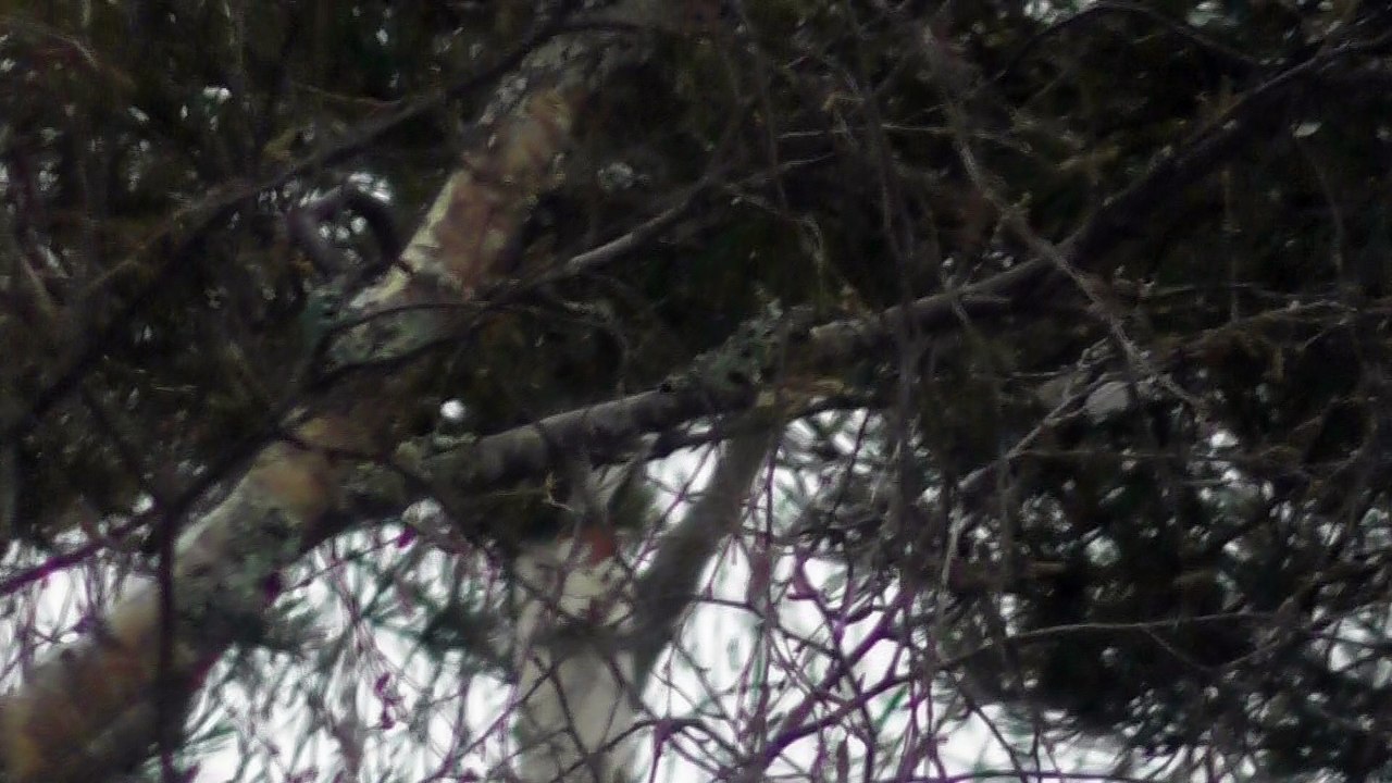 March 13 2018 DL15