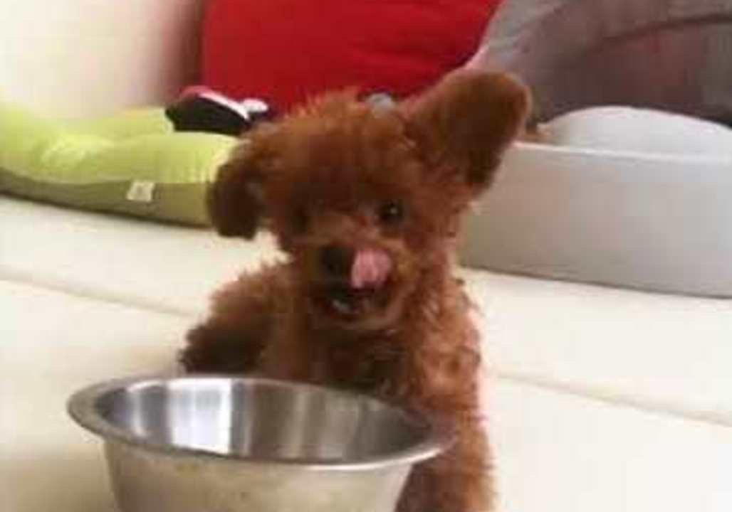 Ridiculously Cute Puppy Wants Some Lovely Water