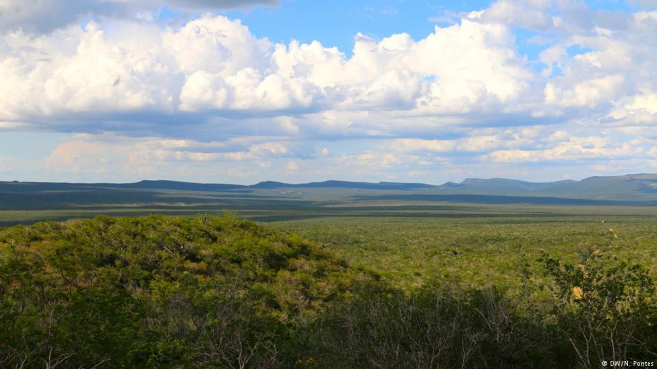 A caatinga preservada do semiárido