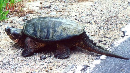 Science Teacher Accused of Feeding Puppy to Class Snapping Turtle