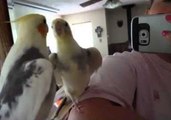 Talented Cockatiel Sings Super Mario Brothers Theme