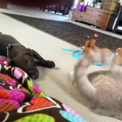 スーパー戦-super pelea-super-kampf-super-combat