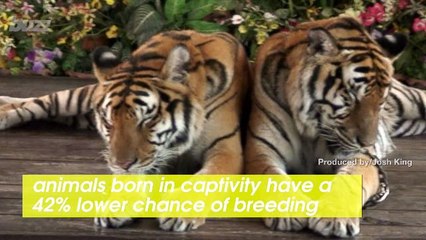 Why Do Animals in Captivity Have Drastically Lower Chances for Successful Breeding?