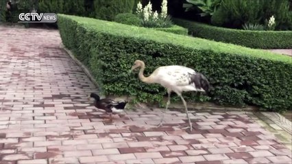 Duck and crane become best buddies in real-life Ugly Duckling story