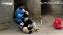 Cute Alert! Clingy panda acts up and rolls around for milk in Chengdu zoo