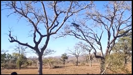 ライオン vs 猿の本当の戦い►►虎 ヒョウ くま、ヘビ