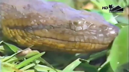 巨大アナコンダと人間、ライオン対ヒヒ・クロコダイル・ワイルドドッグ・ヘビ [2弾]