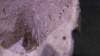 Solo 175 especies de araña presentan riesgos para la salud humana