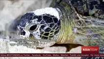 Wildlife protection: Sea turtles give birth in South China Sea island