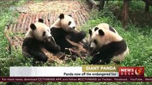 IUCN announces Giant Panda is off the endangered list