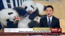 Macao’s newborn giant panda twin cubs named ‘Jian Jian’ and ‘Kang Kang’
