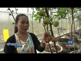 ข่าวแก้จน : มะเดือฝรั่ง | ข่าวเวิร์คพอยท์ | 21 ก.พ. 60