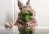 Adorable Rabbit Gets Busy Eating Greens