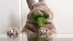 Adorable Rabbit Gets Busy Eating Greens