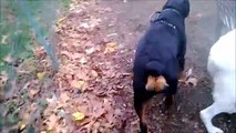 Cane Corso Park Video Dailymotion