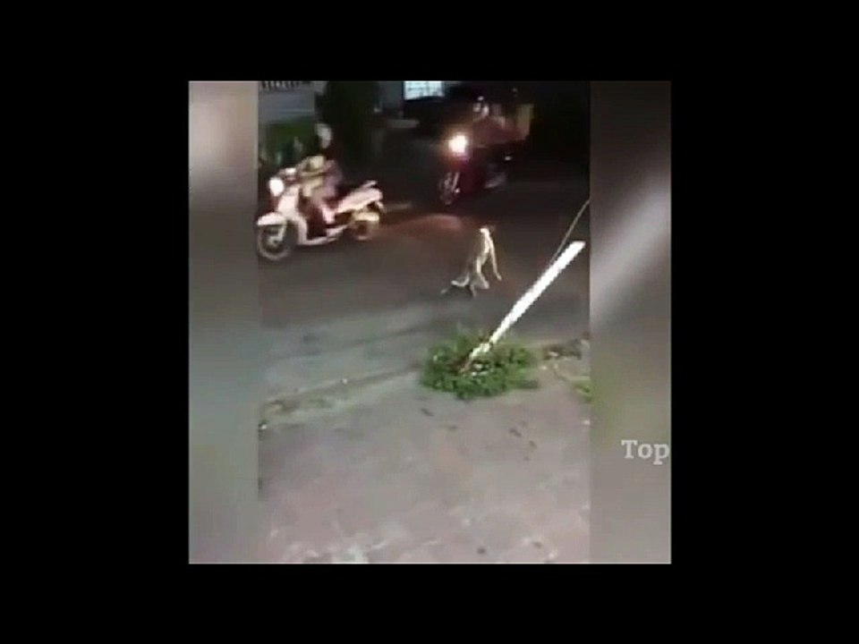 Funny Viral Indian Animal  - Indian Dog Fooling all - Funny Viral Indian