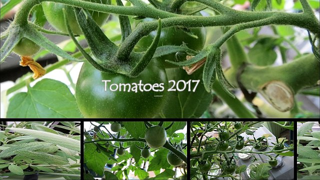 トマトの水耕栽培2017- Hydroponic cultivation of tomatoes at 2017