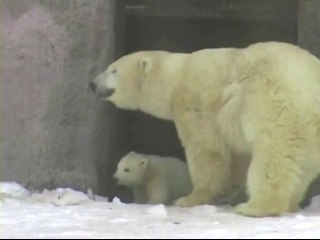 イジェフスク動物園の赤ちゃんが屋外登場 (Mar.14 2018)