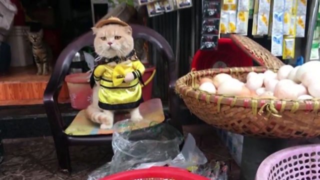 Trò chuyện với chủ của chú mèo 'quàng thượng' tên Chó đang rất được yêu mến