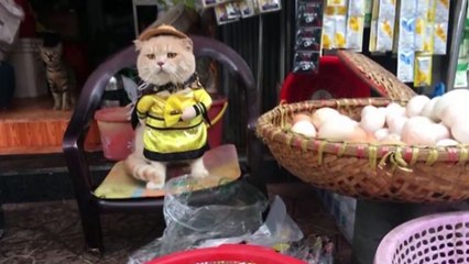 Trò chuyện với chủ của chú mèo 'quàng thượng' tên Chó đang rất được yêu mến