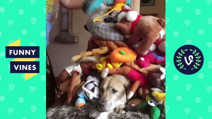 Funny Animals Videos Compilation 2018 - Best Pet Videos - V2 Funny Vines