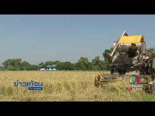 สกู๊ป ข่าวแก้จน เกี่ยวข้าวไรซ์เบอรี่ออแกนนิก21-03-60