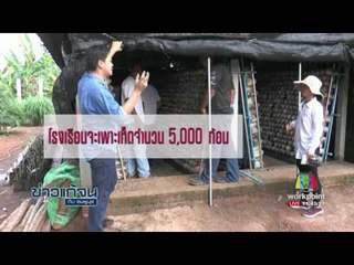 ข่าวแก้จน แปรรูปเห็ดโคนญี่ปุ่น l ข่าวเวิร์คพอยท์ l 10 มี.ค.60