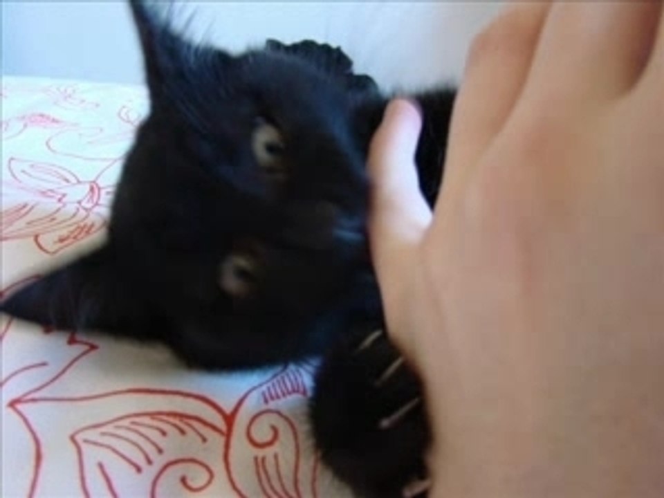 Cachou