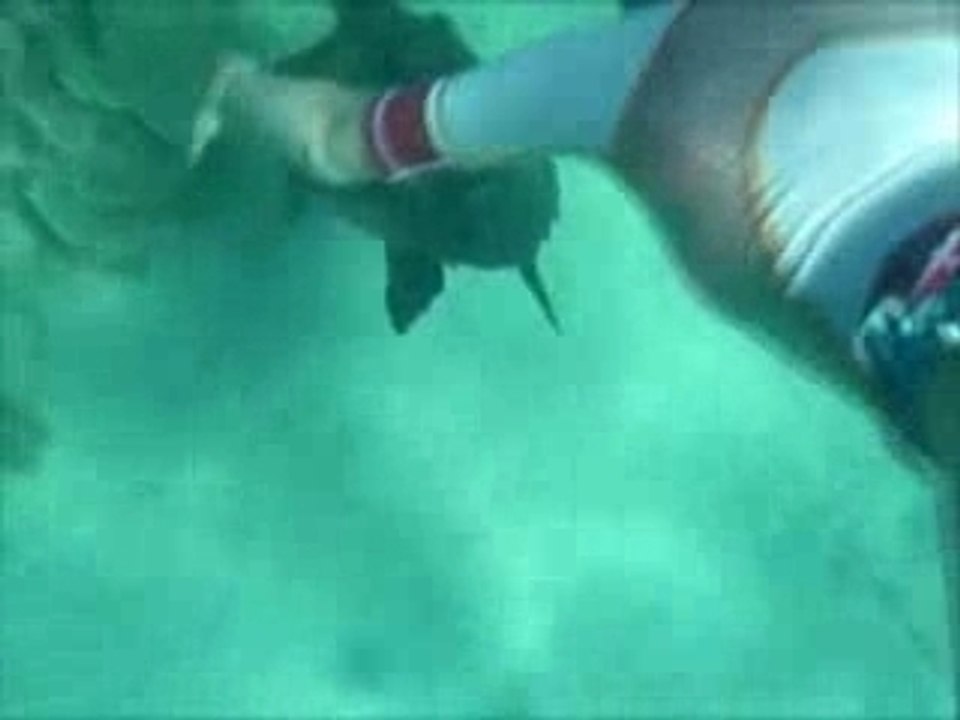Tortuemarine