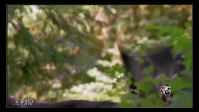 Lobo vs Puma - Rivais Mortais | Mini-Documentário HD