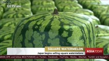 Japan begins selling square watermelons