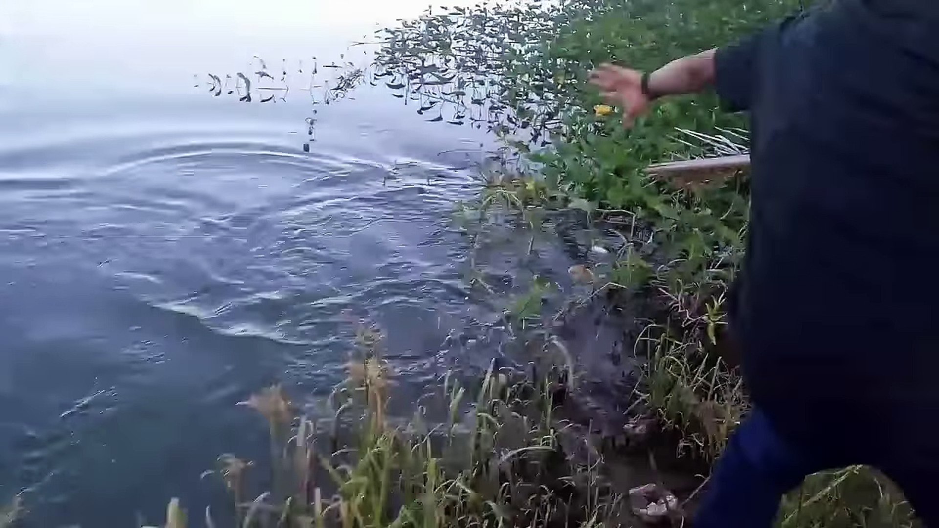 Mancing Ikan Nila Terbesar Video Dailymotion