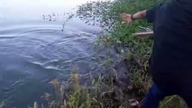 Mancing ikan nila terbesar